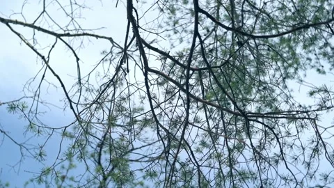 Branches of a tree with new leaves reaching towards the sky, set against a Vidéo 279972982