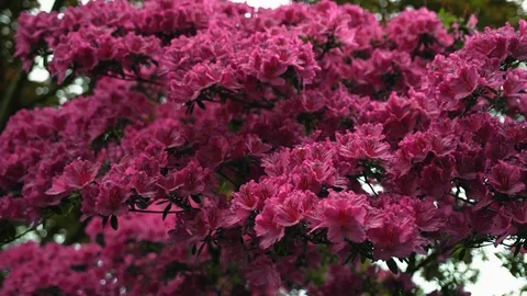 Branches of tree or with many pink flowers sway in wind. A bee pollinates plant. Stock Footage 118444430