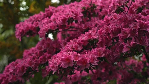 Branches of tree or shrub with many pink flowers swinging in the wind Stock Footage 118444388