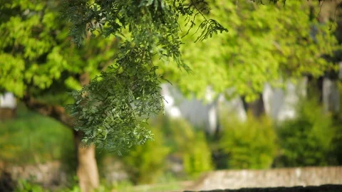 Branches of a tree in the park blowing in the wind. Stock Footage 88341896