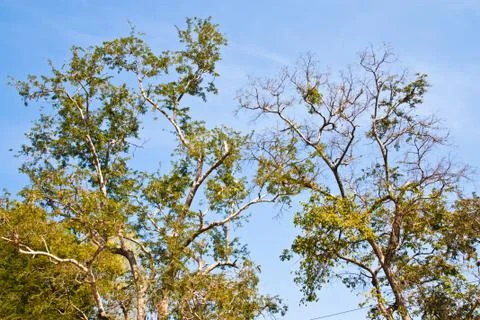 Branches of the tree. Stock Photos