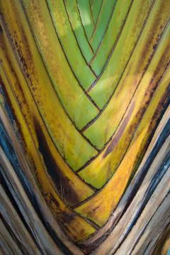 Branches of a tree. Stock Photos