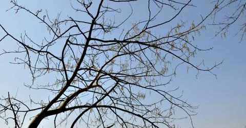 Branches tree Stock Photos