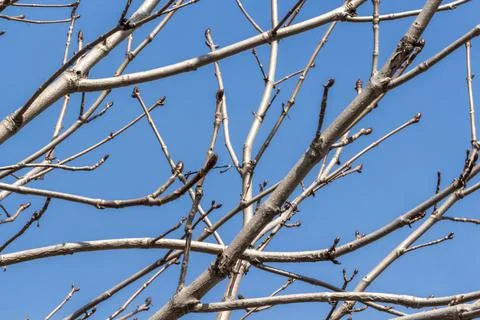 Branches of a tree Stock Photos