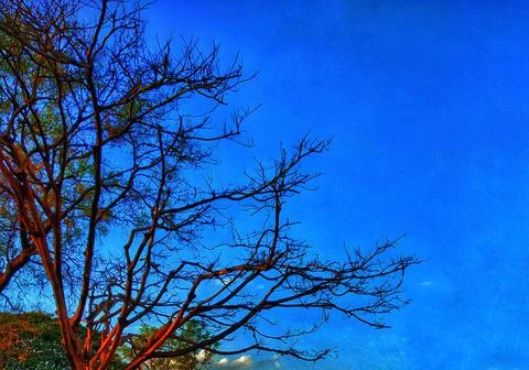 Branches of tree Stock Photos