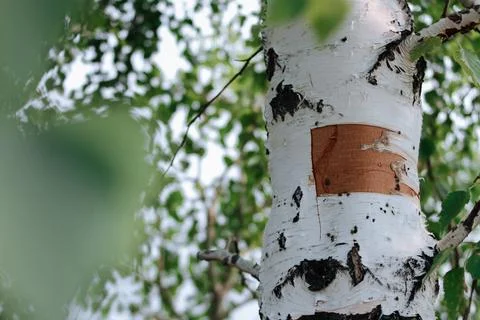 The branches of a tree. Stock-Fotos