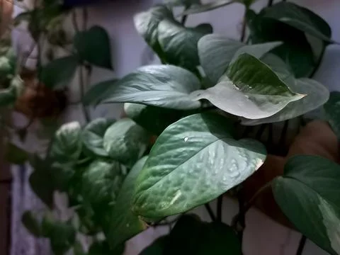 Branches of tree Stock Photos