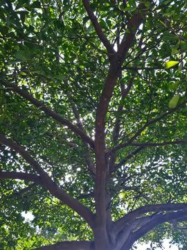 Branches of a tree photographed from below Stock Photos
