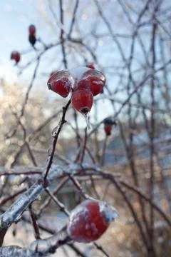 Branches of the tree with red berries after the sleet, ice crust and icicles. Stock Photos