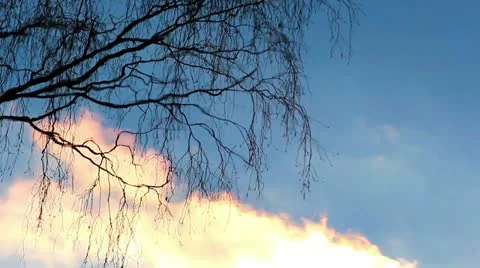Branches of a tree reflected in water Stock Footage 20465778