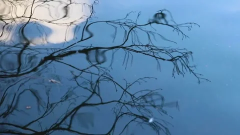 Branches of a Tree reflecting onto a Lake Stock Footage 171302227
