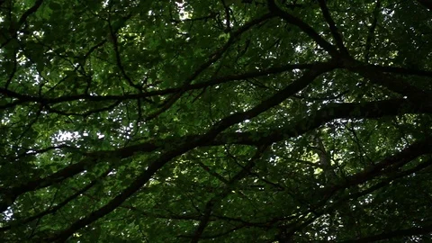 The branches of a tree seen from below Stock Footage 95567841
