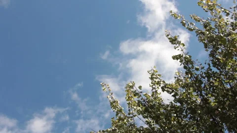 Branches of tree at sky Stock Footage 86422282