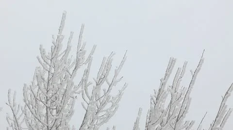 Branches of a tree in the snow, fog Stock Footage 10583544