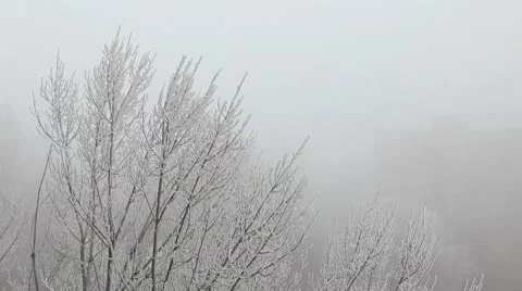 Branches of a tree in the snow, fog Stock Footage 10583545