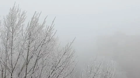 Branches of a tree in the snow, fog Video stock 10592791