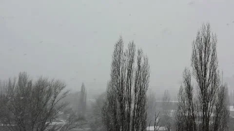 Branches of a tree in the snow Stock Footage 10807865