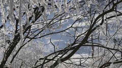 Branches of a tree in the snow Video stock 72073381