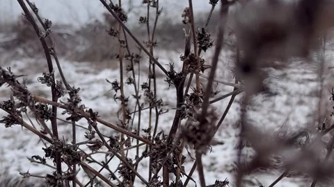 Branches of a tree in the snow Stock Footage 329060929
