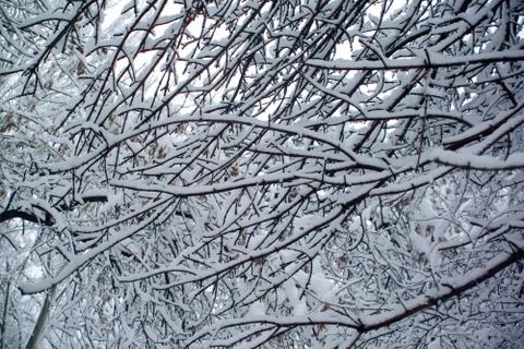 Branches of a tree in the snow Stock Photos