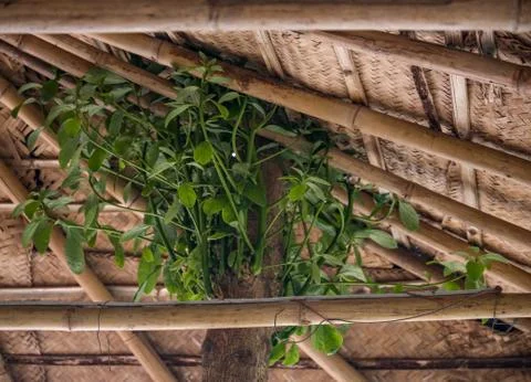 Branches of a tree spawning from a tree house Stock Photos