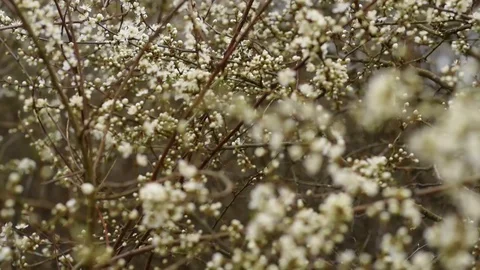 Branches of a tree in spring Stock Footage 128453092