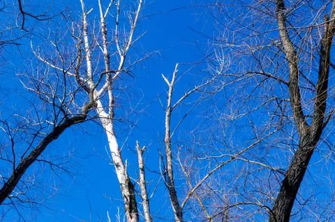The branches of tree stand in front of beautiful blue sky background. Stock Photos