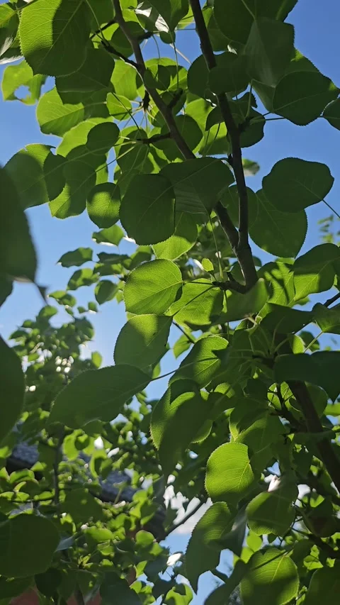 Branches of tree with sunlight and lens flare, vertical mobile video. Stock Footage 292773918