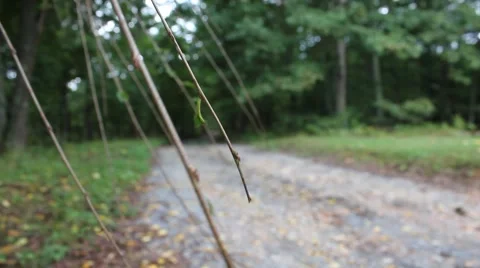 Branches from a tree sway in the wind Stock Footage 44445201