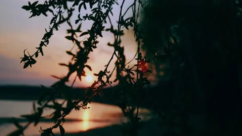 The branches of the tree sway in the wind in the light of the setting sun. Stock Footage 154188245