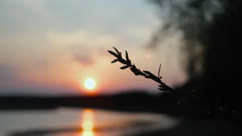 The branches of the tree sway in the wind in the light of the setting sun. Stock Footage 154188252