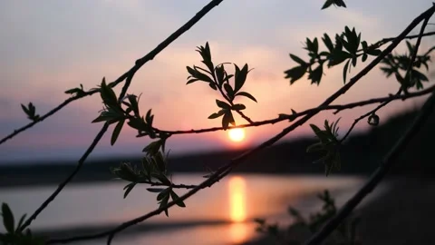 The branches of the tree sway in the wind in the light of the setting sun. Stock Footage 154188253