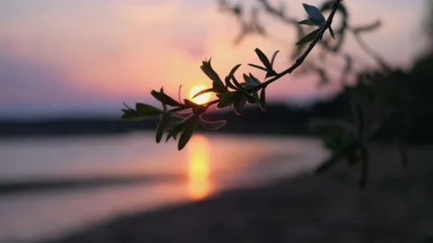 The branches of the tree sway in the wind in the light of the setting sun. Stock Footage 154188305