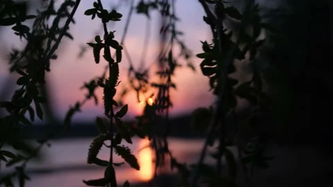 The branches of the tree sway in the wind in the light of the setting sun. Stock Footage 154188347