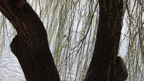 Branches of a tree swaying in the wind by the lake Video stock 182853615