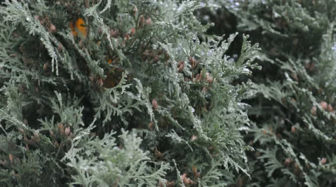 Branches of tree thuya under first snow Stock Footage 22750496