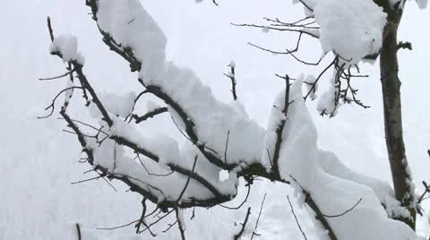Branches of tree topped with heavy snow Video stock 10813340
