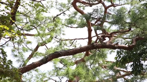 Branches of a tree, tree with blue sky Video stock 310156790