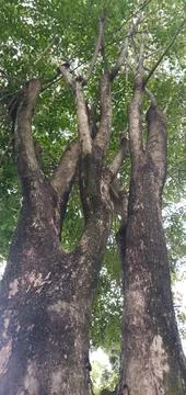 Branches on The Tree Trunk Stock Photos
