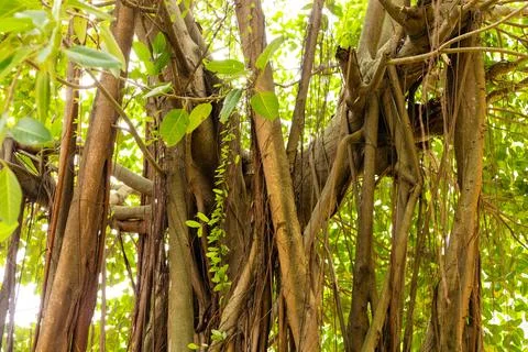 Branches of a tree twist together, surrounded by bright green leaves. Sunli.. Stock Photos
