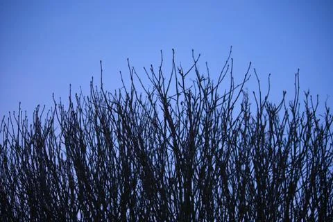 Branches of a tree under blue sky in winter Stock Photos