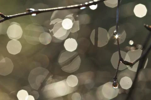 Branches of a tree under the rain Stock Photos
