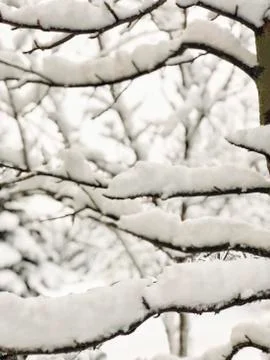 Branches of tree under snow in winter Stock Photos