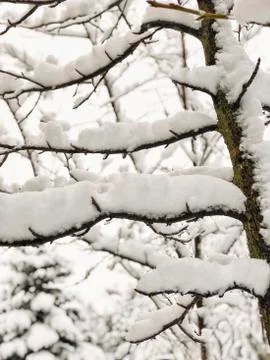 Branches of a tree under snow in winter Foto stock