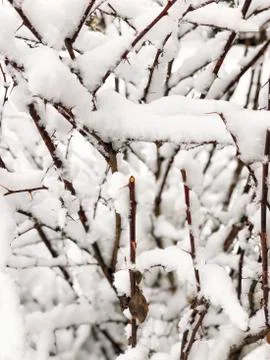 Branches of a tree under snow in winter Stock Photos