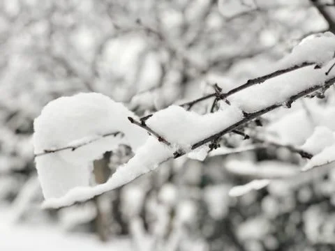 Branches of a tree under snow in winter Stock Photos