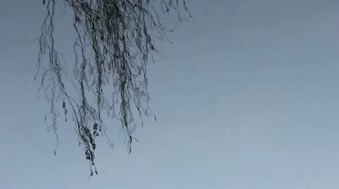 Branches of tree on water Stock Footage 20980924