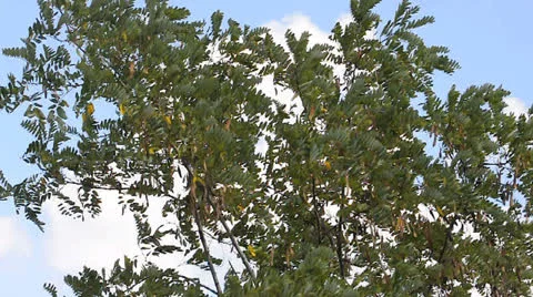 Branches of tree waving on wind Stock Footage 22748059