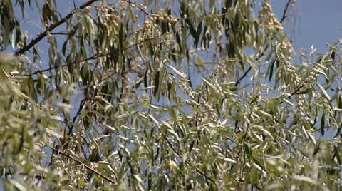 Branches of tree waving on wind Video stock 22748143