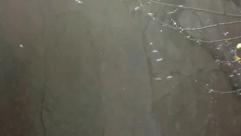 Branches of a tree on the web close-up Stock Footage 71824723